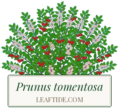 Prunus tomentosa