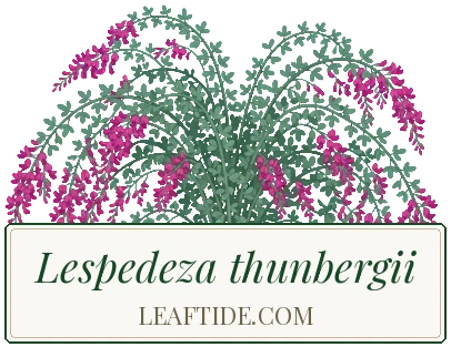 Lespedeza thunbergii
