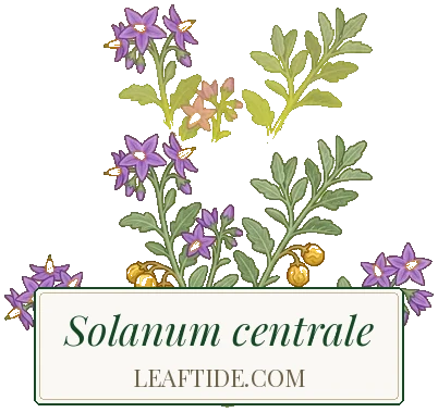 Solanum centrale