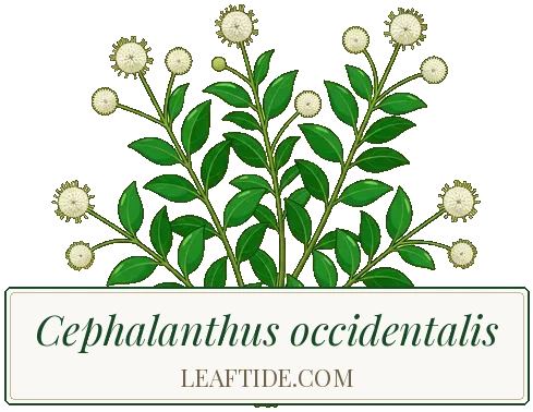 Cephalanthus occidentalis