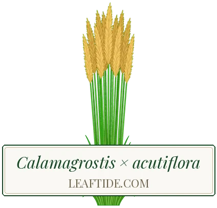 Calamagrostis × acutiflora