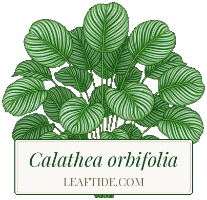 Calathea orbifolia