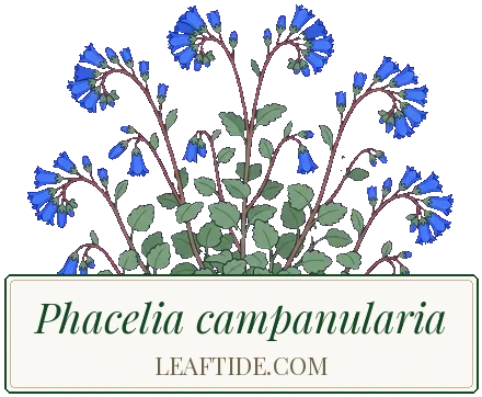 Phacelia campanularia