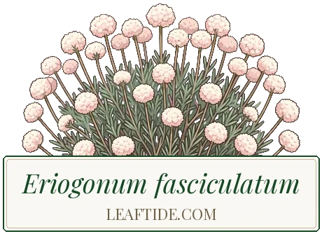 Eriogonum fasciculatum