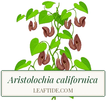 Aristolochia californica