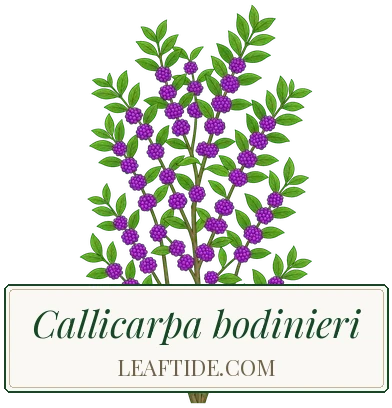 Callicarpa bodinieri