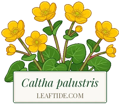 Caltha palustris