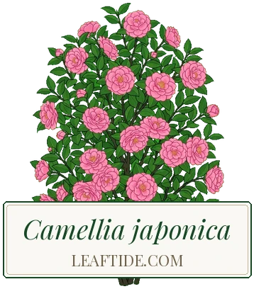 Camellia japonica