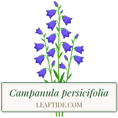 Campanula persicifolia