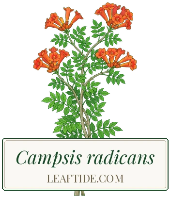 Campsis radicans