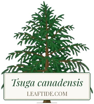 Tsuga canadensis