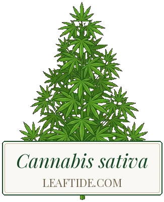 Cannabis sativa