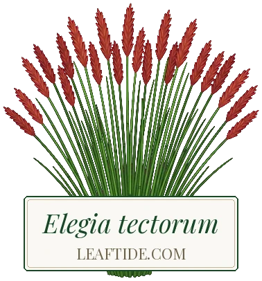 Elegia tectorum