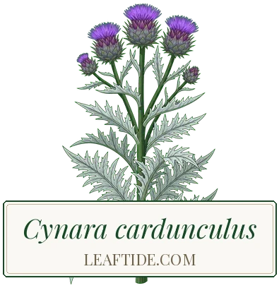 Cynara cardunculus