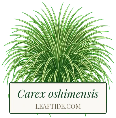 Carex oshimensis