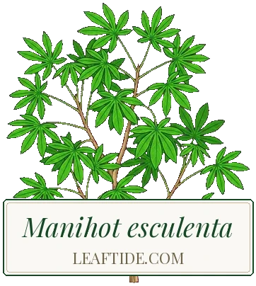 Manihot esculenta
