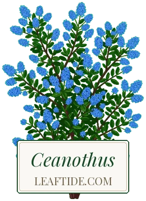 Ceanothus