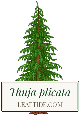 Thuja plicata
