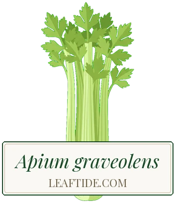 Apium graveolens