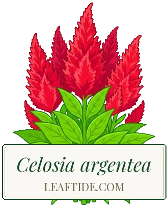 Celosia argentea