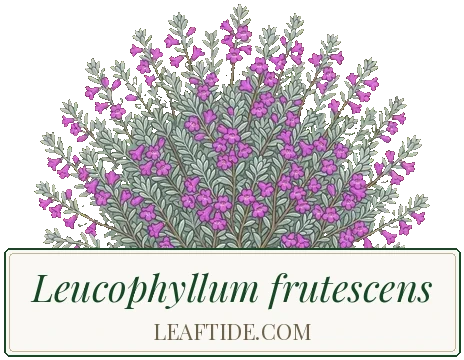 Leucophyllum frutescens
