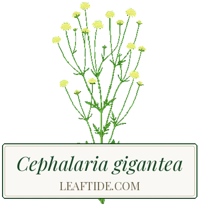 Cephalaria gigantea