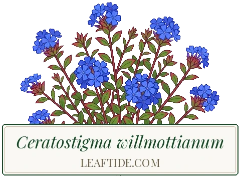 Ceratostigma willmottianum