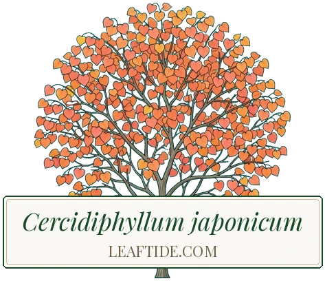 Cercidiphyllum japonicum