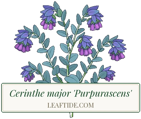 Cerinthe major 'Purpurascens'