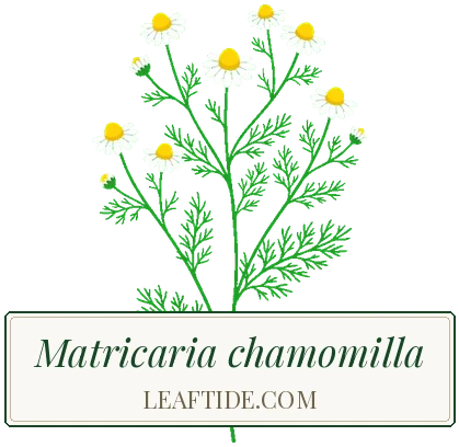 Matricaria chamomilla
