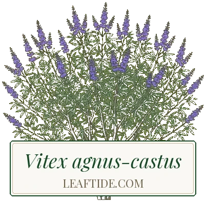 Vitex agnus-castus