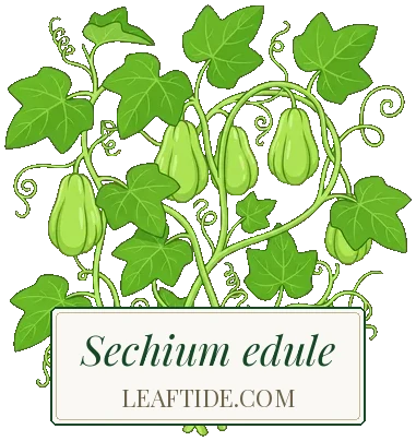 Sechium edule