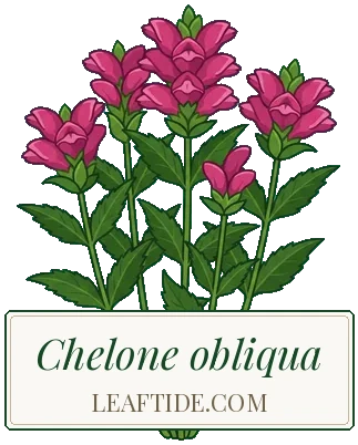 Chelone obliqua