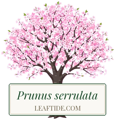 Prunus serrulata