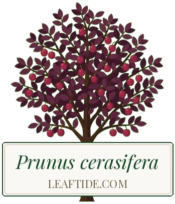 Prunus cerasifera