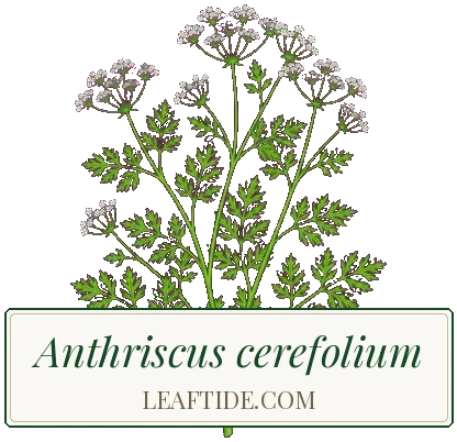 Anthriscus cerefolium