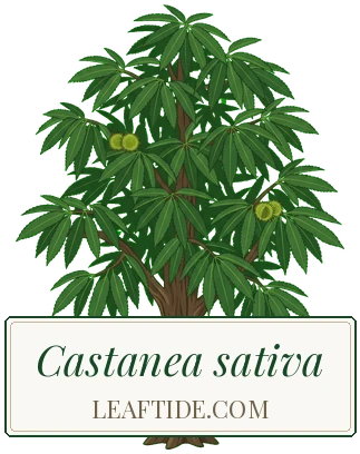 Castanea sativa