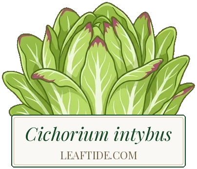 Cichorium intybus