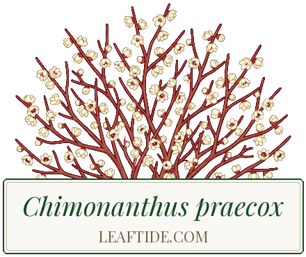 Chimonanthus praecox