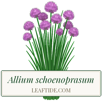 Allium schoenoprasum