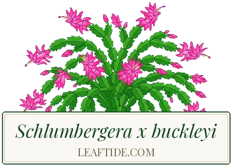 Schlumbergera x buckleyi