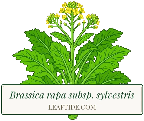 Brassica rapa subsp. sylvestris