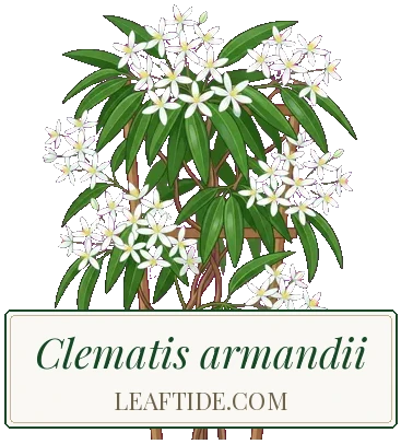 Clematis armandii