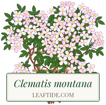 Clematis montana