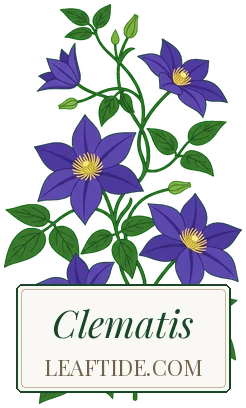 Clematis