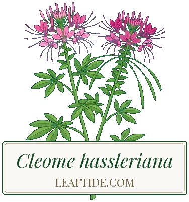 Cleome hassleriana