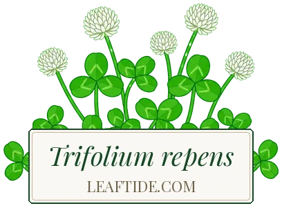 Trifolium repens
