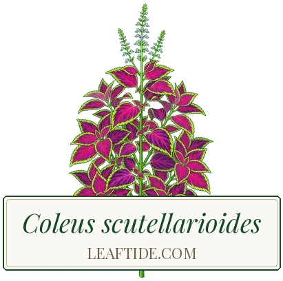Coleus scutellarioides