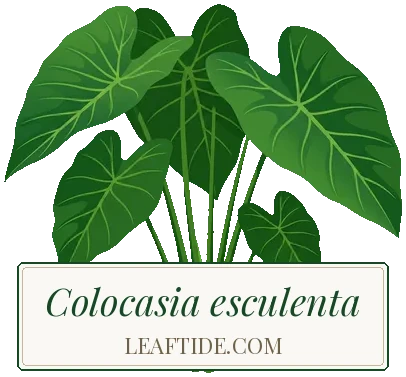 Colocasia esculenta