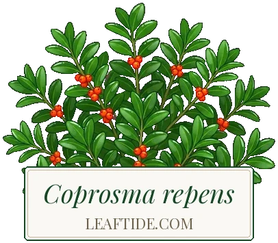 Coprosma repens